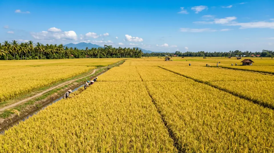Foto panorama hamparan sawah padi tetap berdiri tegak lurus di Indramayu