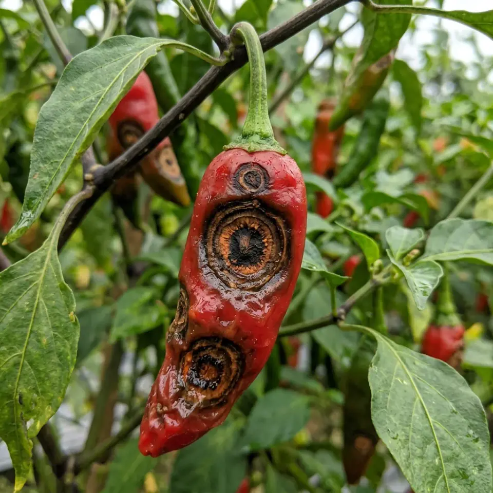 Kondisi buah cabai busuk patek bercak hitam melekuk melingkar