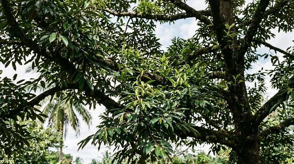 Cabang pohon alpukat dan durian hanya keluar tunas air daun muda tanpa bakal bunga