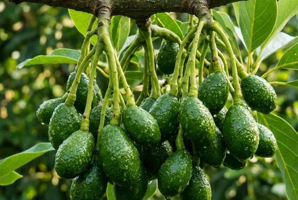 Pentil buah alpukat dan mangga sebesar kelereng menempel kuat dengan tangkai hijau tebal