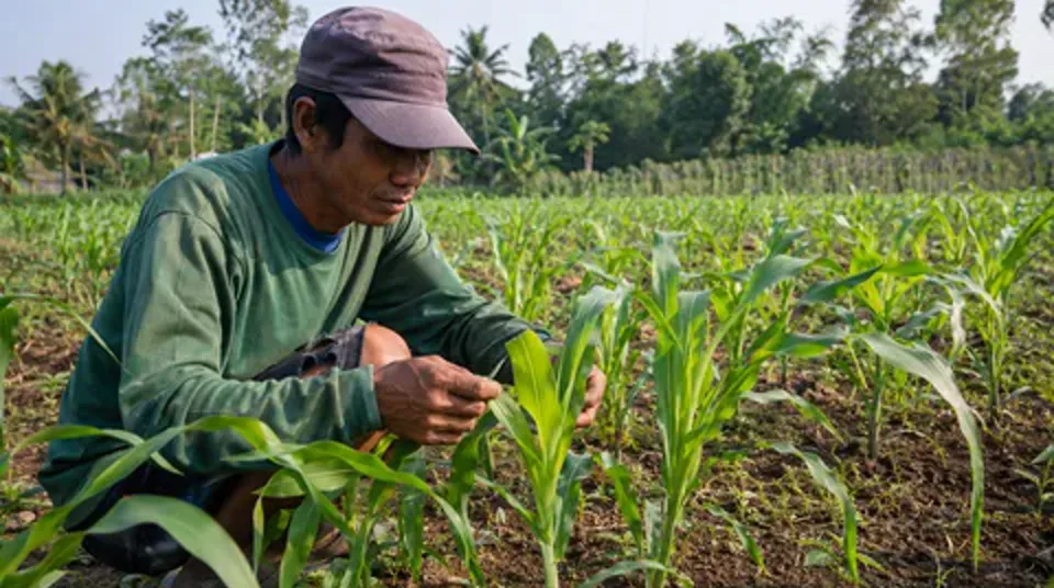 Kondisi tanaman jagung hijau pekat bertongkol besar muput penuh dengan BENSU