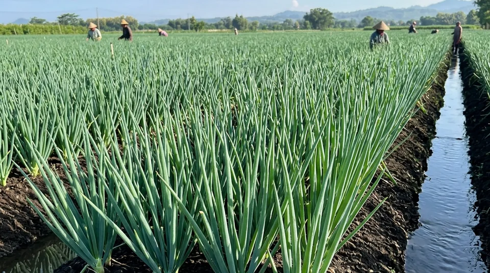 Hamparan kebun bawang merah di Brebes dan Nganjuk yang tumbuh seragam hijau tegak siap panen