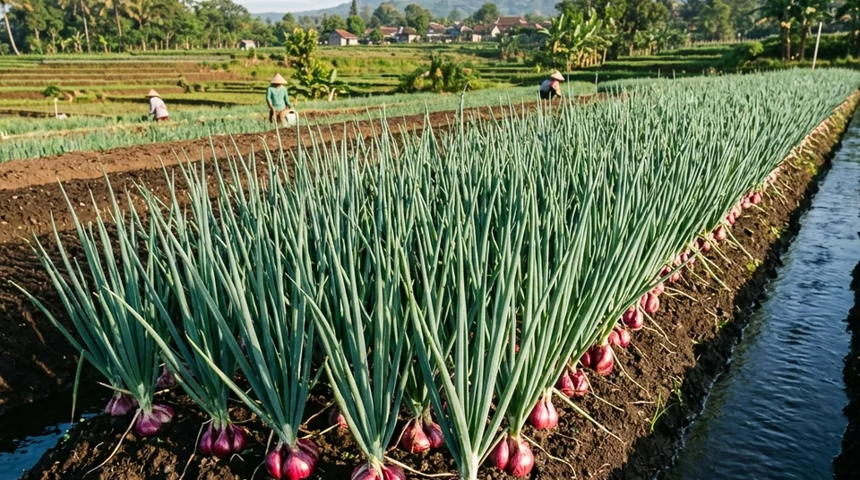 Foto panorama hamparan tanaman bawang merah sehat daun kaku jegrik bebas moler