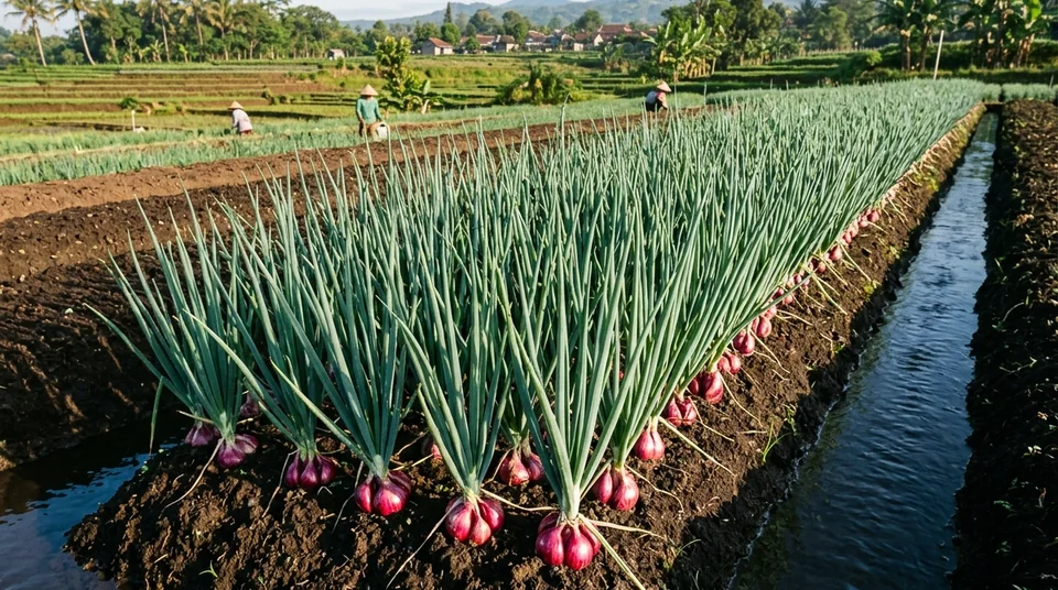 Kondisi bawang merah disemprot BENSU sejak 10 HST daun berdiri kaku seperti jarum dan umbi besar