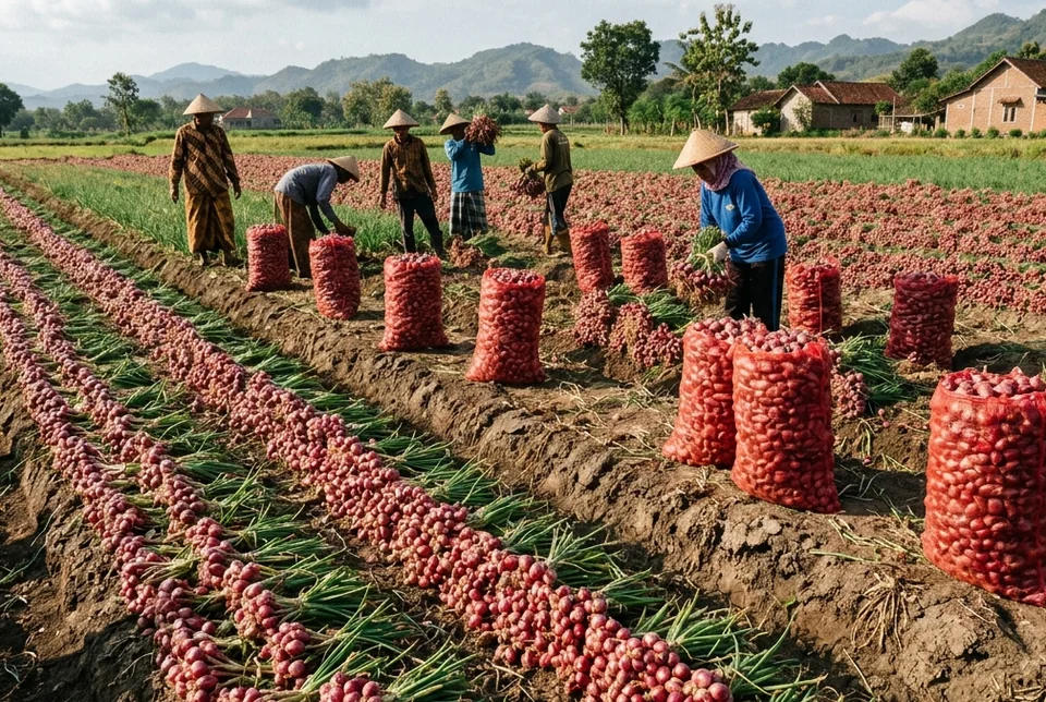Hasil panen bawang merah merah menyala padat berbobot tahan simpan askip