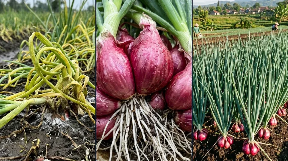 Tahapan penguatan imun bawang merah sejak 10 HST hingga daun jegrik kaku dan umbi jumbo dengan Bensu