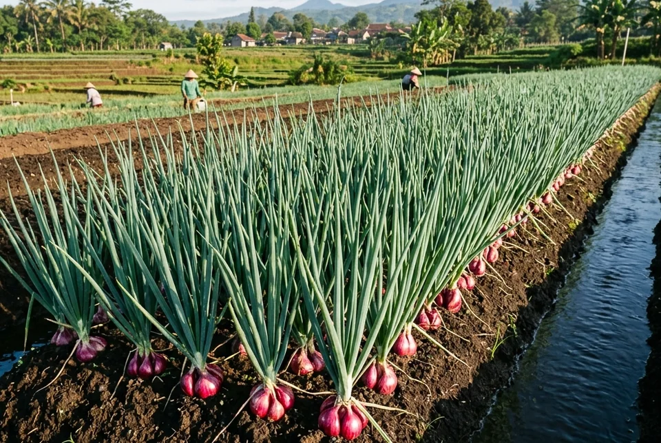 Ikatan bawang merah hasil panen kering padat tahan susut simpan