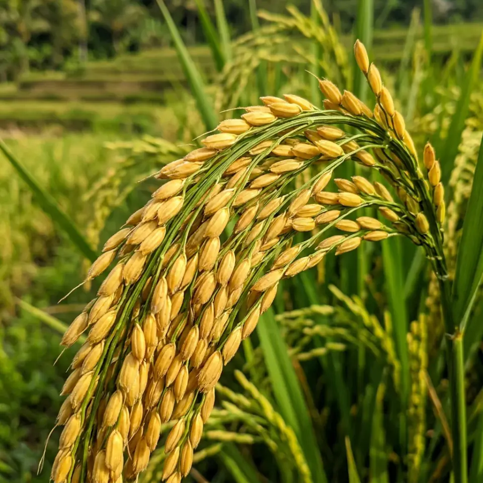 Kondisi malai padi bernas kuning padat berisi sampai pangkal