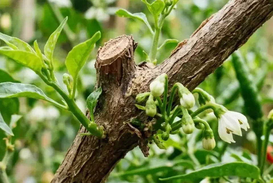 Buah cabai merah keriting petikan atas tetap panjang lurus mengkilap Grade A