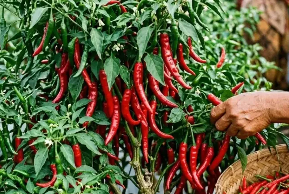 Keranjang panen penuh cabai merah keriting lurus panjang dan mengkilap