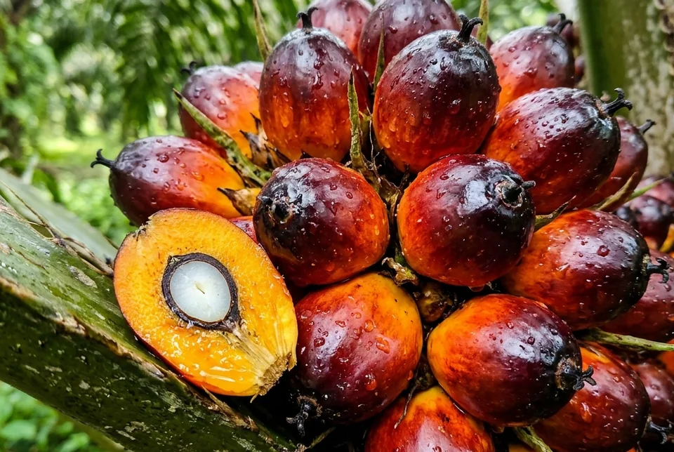 Munculnya seludang bunga betina baru yang padat melingkari batang kelapa sawit