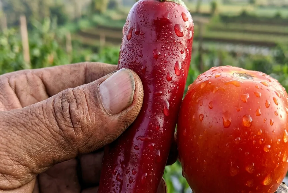 Kulit buah cabai merah dan tomat tebal liat mengkilap kalis air hujan dan tahan jamur patek