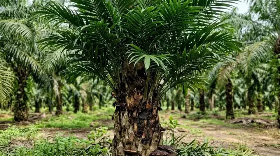 Kondisi pangkal batang kelapa sawit busuk terserang jamur Ganoderma dan pelepah sengkleh