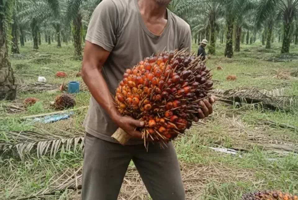 Hasil panen tandan buah segar kelapa sawit super jumbo berondol merah mengkilap