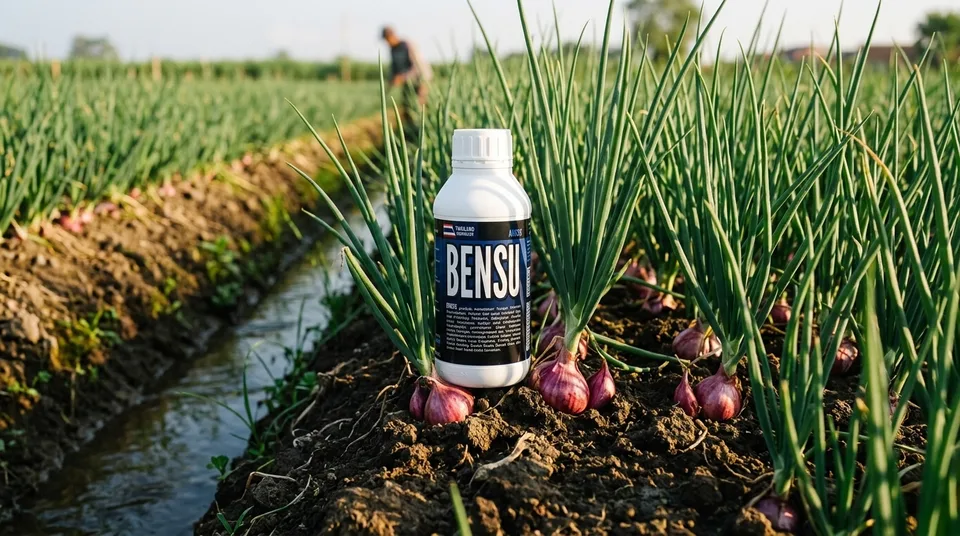 Botol Pupuk Organik Cair BENSU di Hamparan Tanaman Bawang Merah Subur