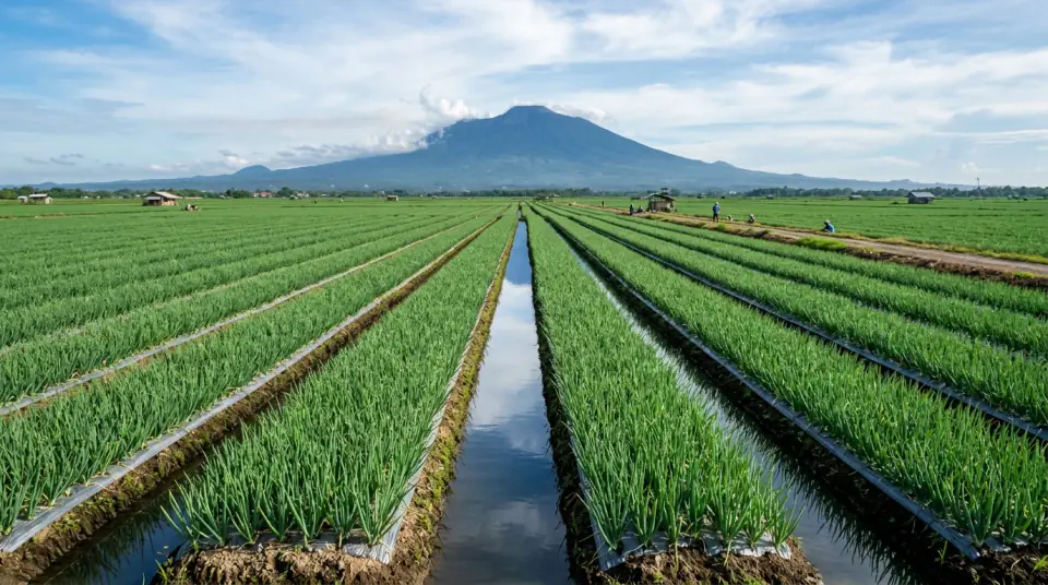 Foto panorama hamparan tanaman bawang merah subur daun jegrik di Brebes