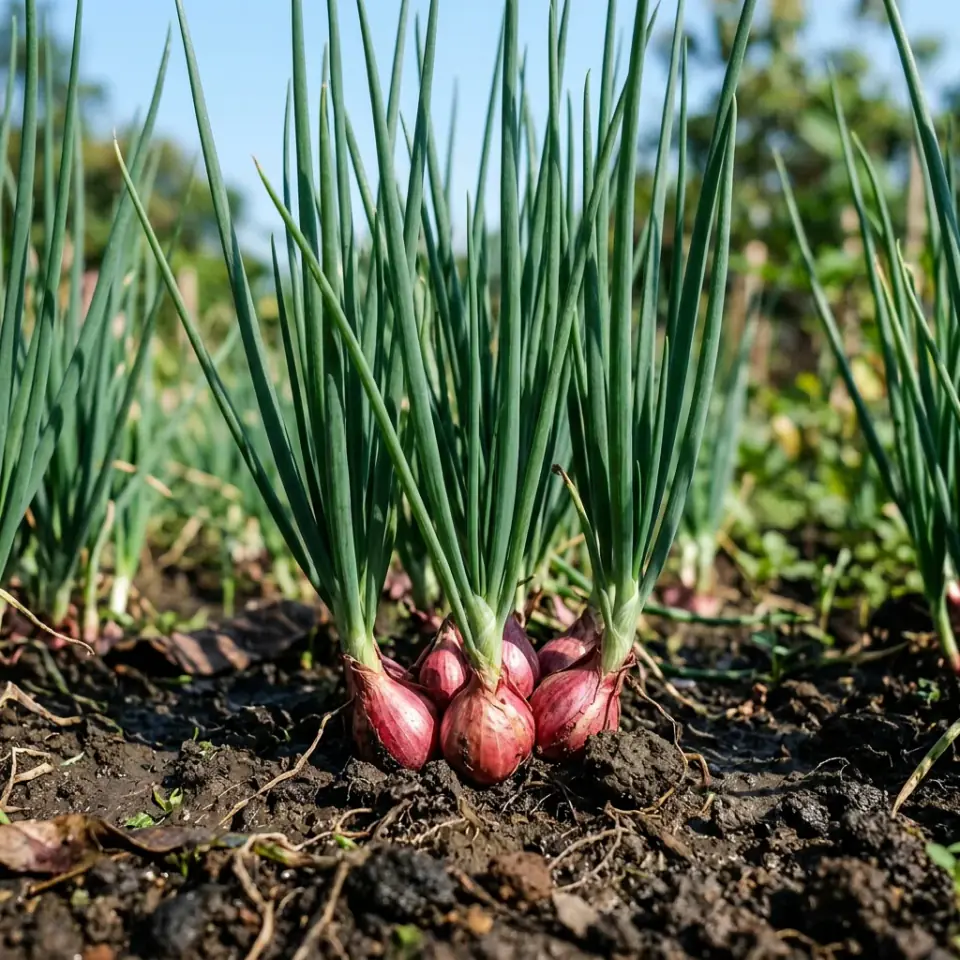 Kondisi daun bawang merah kaku jegrik menghadap langit bebas moler