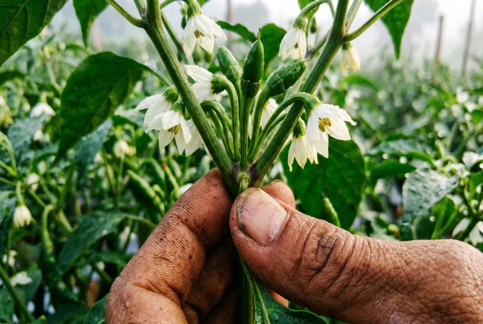 Cincin tangkai bunga cabai dan buah menebal hijau kekar mengikat pentil buah anti rontok dalam 48 jam