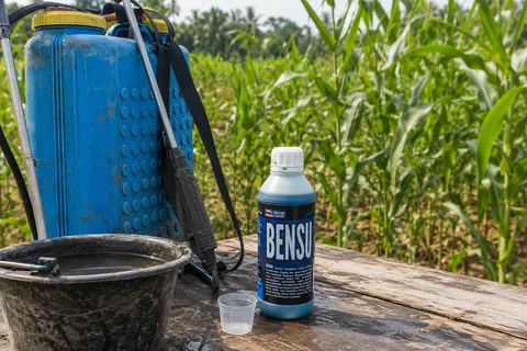 Botol Pupuk Organik Cair BENSU di Kebun Jagung Hibrida Subur