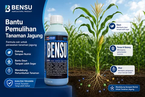 Foto makro daun jagung tegap kaku berpori sehat menyerap fotosintesis