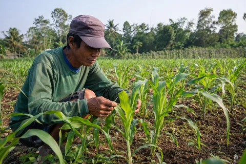 Kondisi tanaman jagung hijau pekat tegap kaku bebas bulai