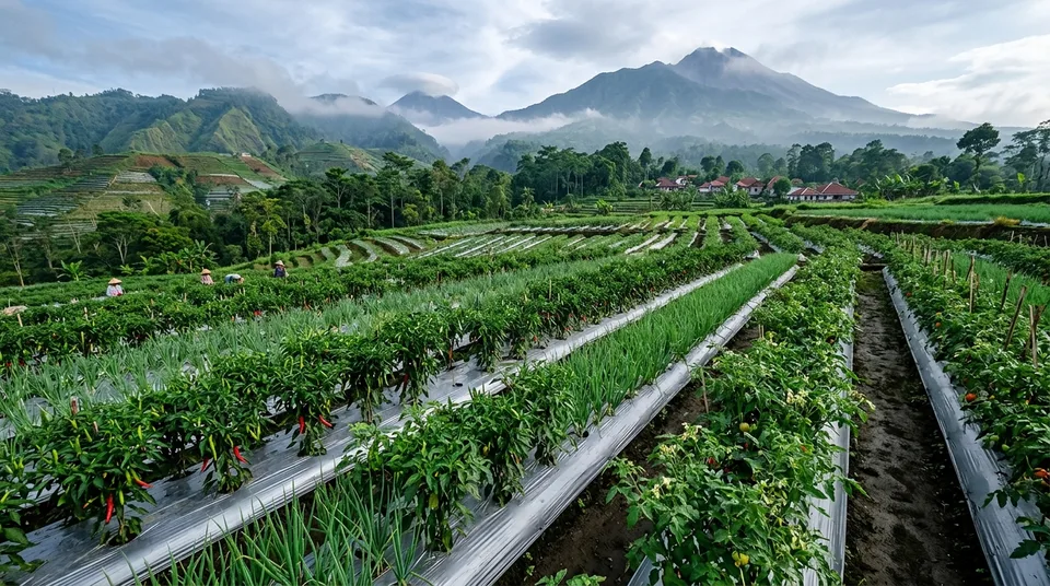 Foto panorama hamparan kebun cabai terlindungi dan rimbun hijau subur di perbukitan berlatar pegunungan
