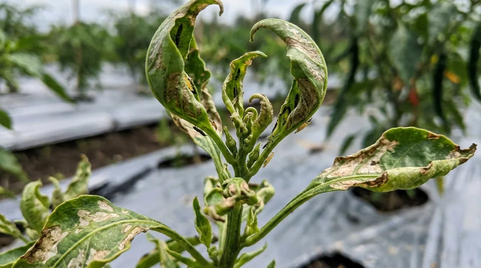 Pucuk daun cabai menggulung ke atas kaku dan keperakan akibat hisapan hama thrips