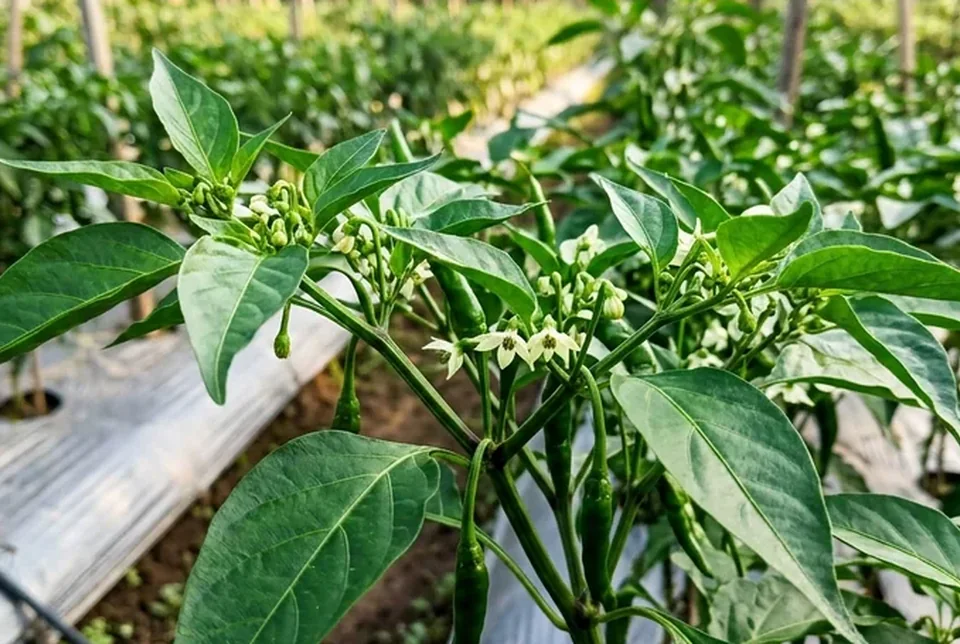 Pucuk daun cabai baru tumbuh mulus lebar di atas daun lama yang sempat keriting