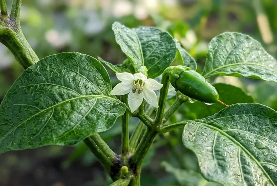 Permukaan daun cabai tebal tegak mengkilap berlapis silika tahan tusukan hama