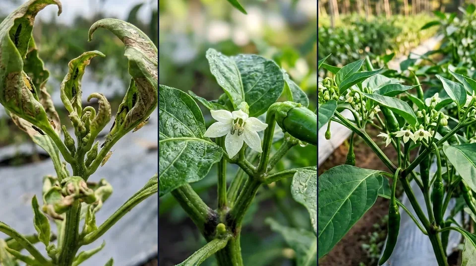 Tahapan pemulihan pucuk cabai keriting hari ke-0 hingga hari ke-10 tumbuh daun lebar dengan Kojien