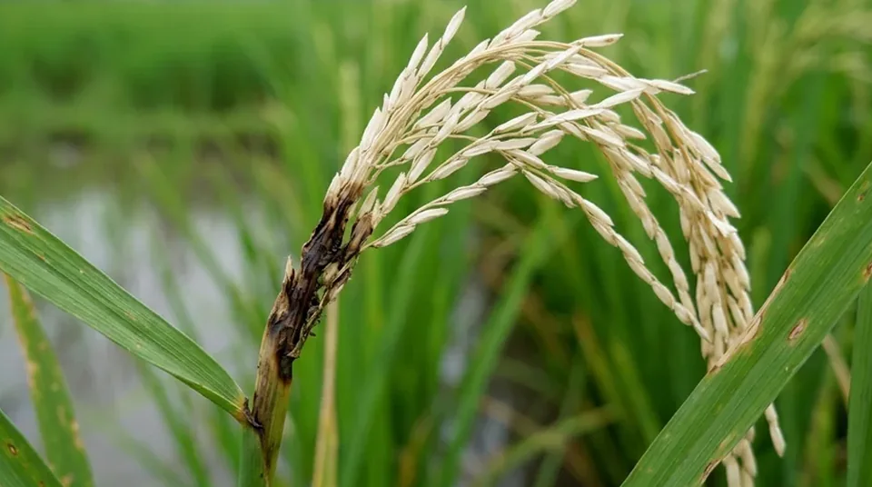 Sawah tanpa Kojien daun merah terbakar kresek dan banyak malai putih patah leher