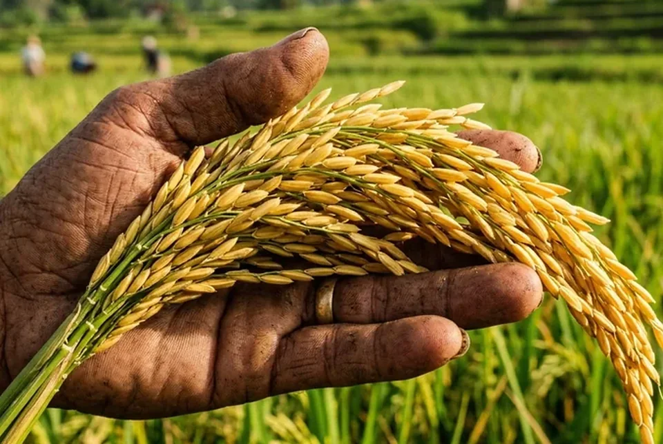 Buku leher malai padi hijau bersih tebal dan lentur menopang malai emas berat