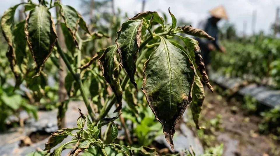 Daun cabai gosong cokelat di pinggir dan melengkung kaku akibat overdosis pestisida