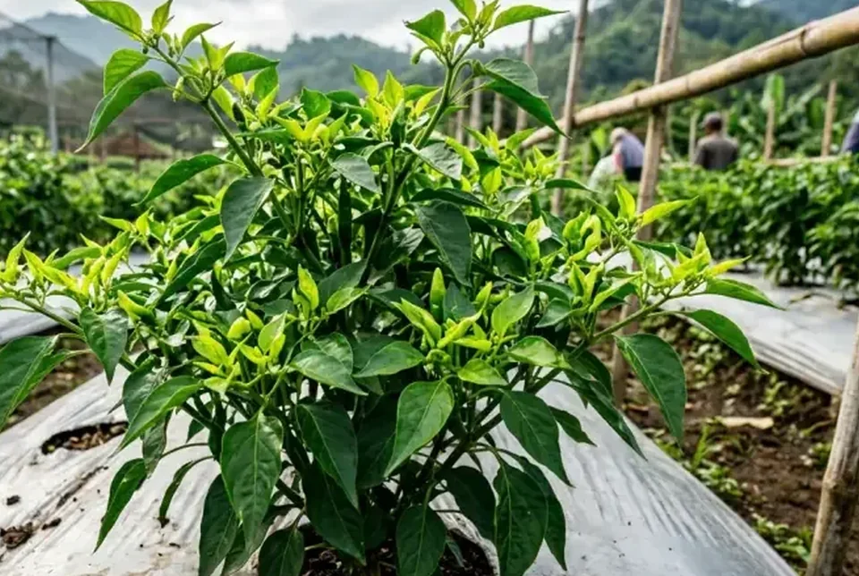 Percabangan cabai sehat penuh buah merah dan hijau segar pasca aplikasi Bensu